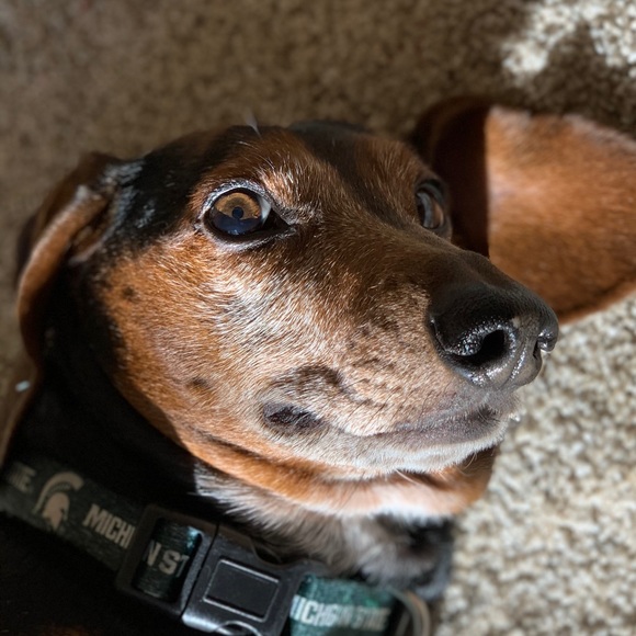 Meet your Posher, Olivia - Picture 1 of 1